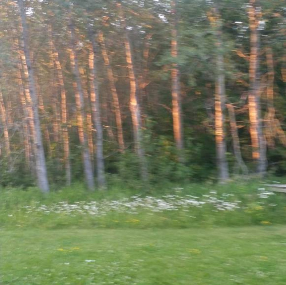 Spring flowers